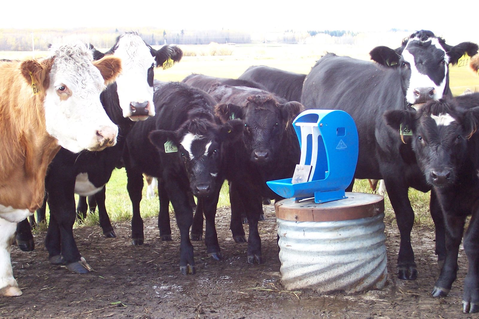 The Best Cattle Waterers for Winter Countryside